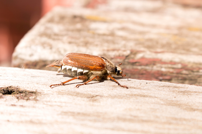 암컷 장수풍뎅이가 평생 단 한 차례만 짝짓기를 하는 경우가 대부분이라는 연구 결과가 발표됐다. 사진=게티이미지