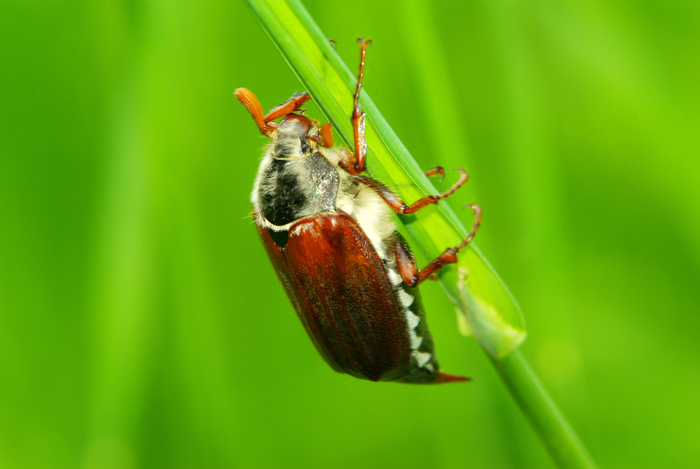 암컷 장수풍뎅이가 평생 단 한 차례만 짝짓기를 하는 경우가 대부분이라는 연구 결과가 발표됐다. 사진=게티이미지