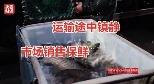 생선 '무허가 마취제' 실태 고발한 중국 CCTV. 사진= CCTV 캡쳐