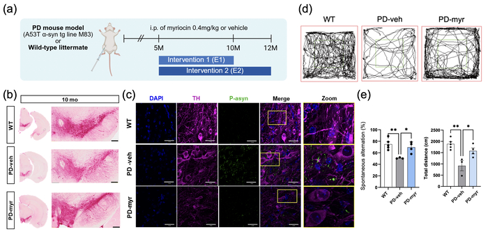 마이리오신으로 파킨슨병 마우스의 병리와 행동 회복 효과.
