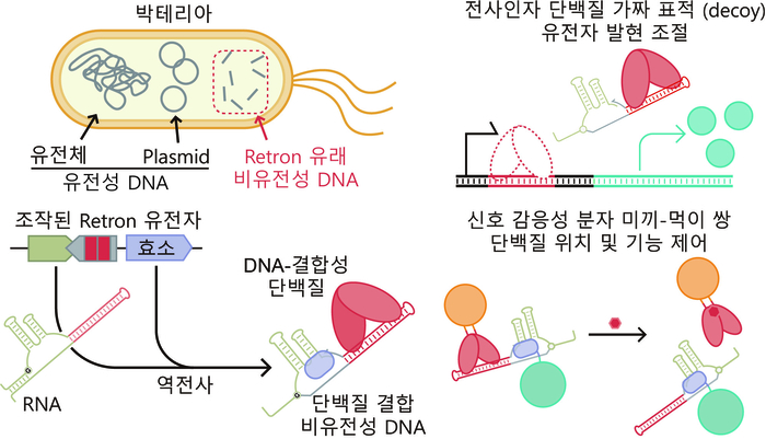 단백질 결합용 비유전성 DNA의 세포 내 생산과 이를 이용한 단백질 제어 기술 모식도