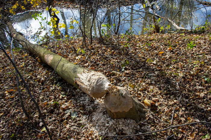 댐을 만들기 위해 나무를 쓰러뜨린다는 이유로 비버에 대한 부정적인 시각도 있었다. 사진=게티이미지뱅크