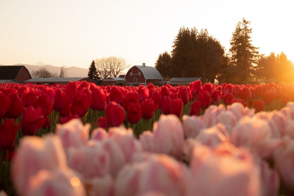 사진= 미국 워싱턴주 '스카짓 밸리 튤립 페스티벌'