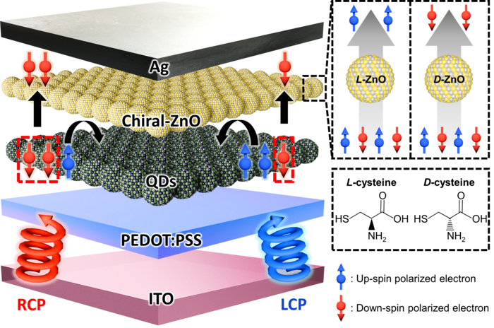 키랄 전하수송층을 적용한 양자점 원형편광 광센서 개념도