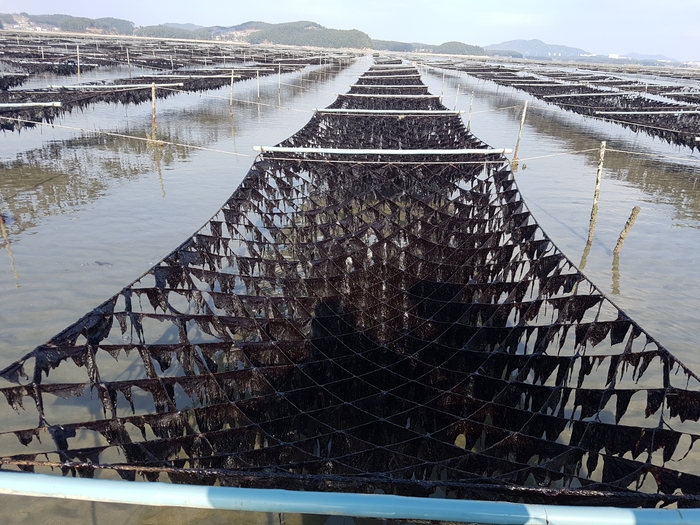 도 수산자원연구소는 양식 김 탄소 흡수·저장 효과를 과학적적으로 규명하는 용역사업을 착수했다.