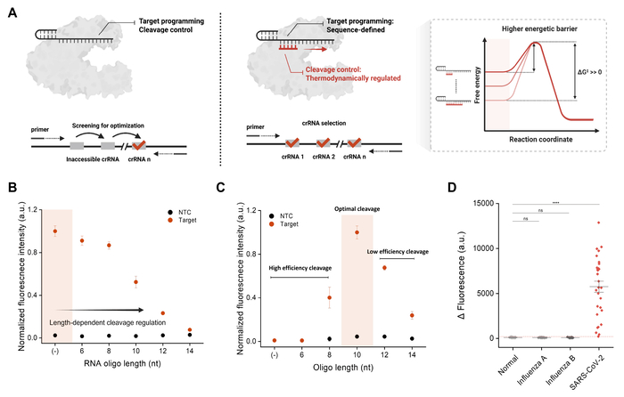 유전자 가위(CRISPR) 기반 차세대 맞춤형 진단 플랫폼.