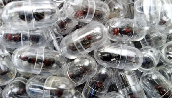 수확개미. 사진=케냐 야생동물관리국(KWS)