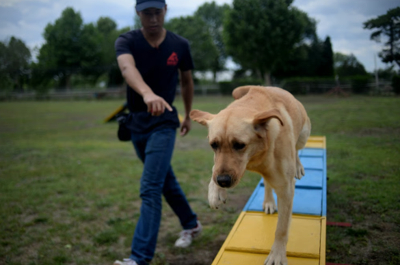 중국에서 한 여성이 매달 수백만 원을 들여 반려견을 '강아지 유치원'에 맡기고 있다는 사연이 전해지며 눈길을 끌고 있다. 사진=AFP 연합뉴스
