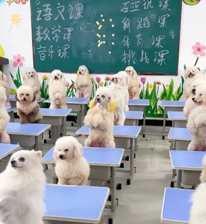 중국에서 한 여성이 매달 수백만 원을 들여 반려견을 '강아지 유치원'에 맡기고 있다는 사연이 전해지며 눈길을 끌고 있다. 사진=SCMP
