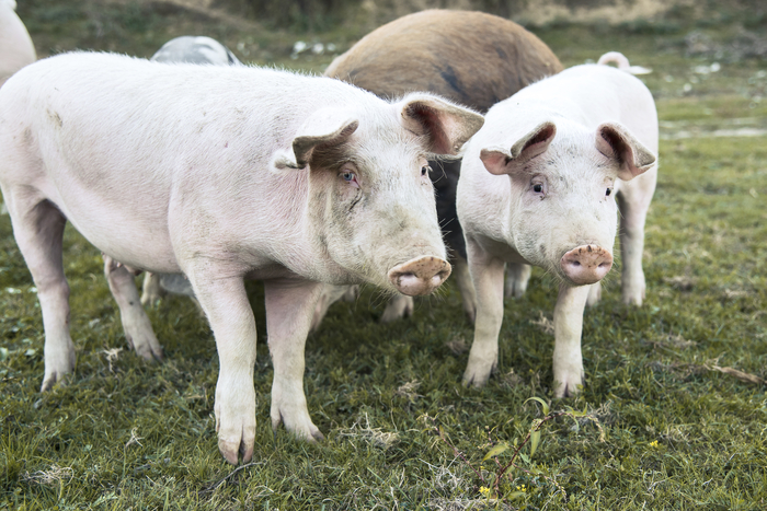 중국의 돼지고기 가격이 약 8년 만에 최저 수준으로 떨어진 것으로 나타났다. 사진=게티이미지
