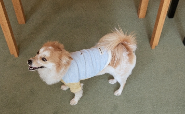 컬러블록니트 (블루)