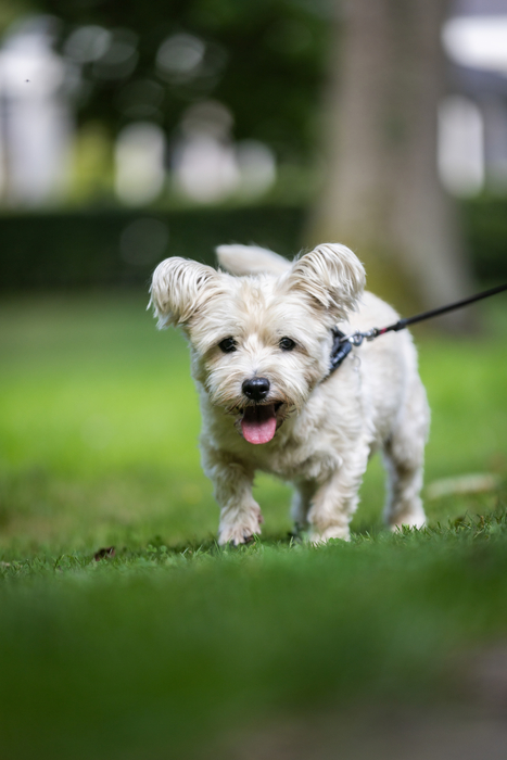 중국에서 반려동물을 위해 종이로 만든 돈과 음식 등을 태우는 이른바 '화려한 장례 방식'이 새로운 흐름으로 자리 잡고 있다. 사진=게티이미지
