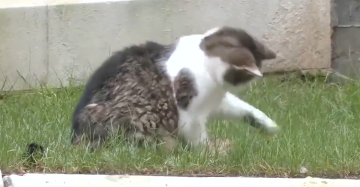 영국 내각부 수석 쥐잡이 '고양이 래리'가 1일(현지시간) 카메라 앞에서 쥐를 잡고 있는 모습. 사진=엑스 캡처