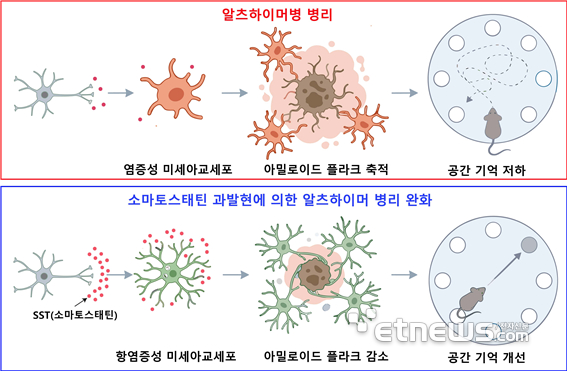 소마토스타틴에 의한 미세아교세포 조절 및 알츠하이머병 병리 완화 이미지