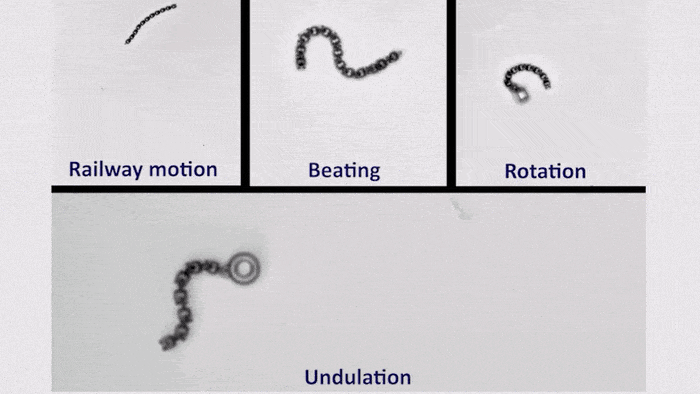 마이크로봇의 이동 메커니즘. 궤도형 이동, 박동(추진력 얻기 위한 꼬리 운동), 회전, 파상. / Leiden Institute of Physics 유튜브