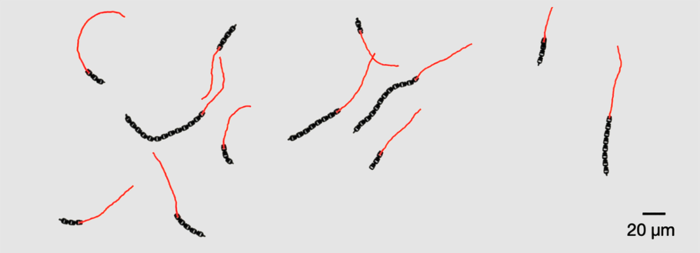 사람 머리카락 굵기보다 작은 크기의 마이크로봇(microrobot) / Leiden University
