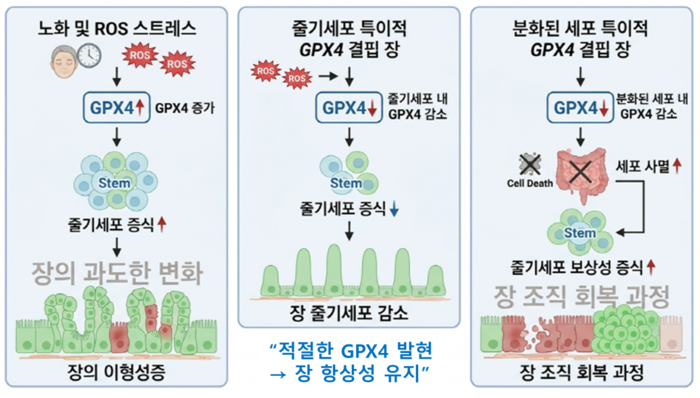 노화와 스트레스 조건에서 줄기세포 및 분화된 세포 내 GPXL의 조절을 통한 장 항상성 유지