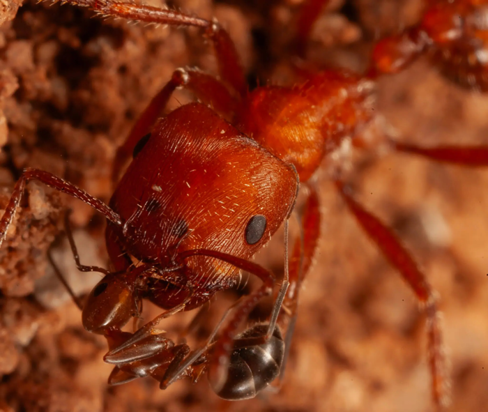 붉은수확개미(사진 속 큰 개미)와 그 개미를 청소하는 원뿔개미들. 사진=마크 모펫 / 스미소니언 국립 자연사 박물관