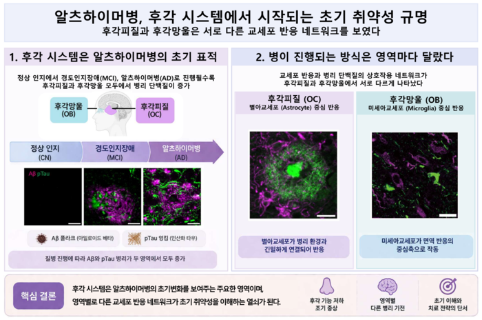 알츠하이머병 환자의 사후 뇌 분석을 통한 초기 후각 취약성 및 교세포 병리 기전 차이 규명 개념도