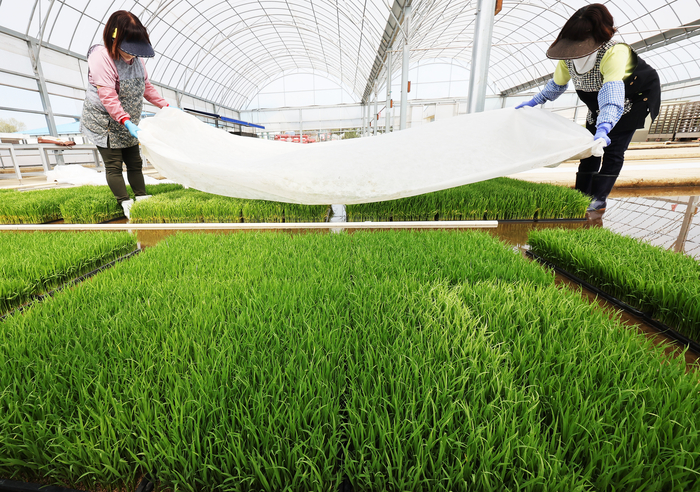 본격적인 영농철을 앞둔 16일 경기도 수원시 권선구 농촌진흥청 국립식량과학원 중부작물연구센터 작물연구동에서 관계자들이 모판을 돌보고 있다.(사진=연합뉴스)