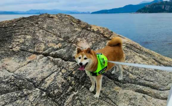 유기견 덩덩. 사진=SCMP