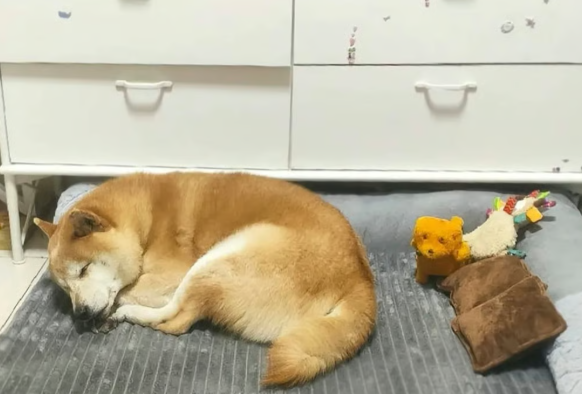 유기견 덩덩. 사진=SCMP