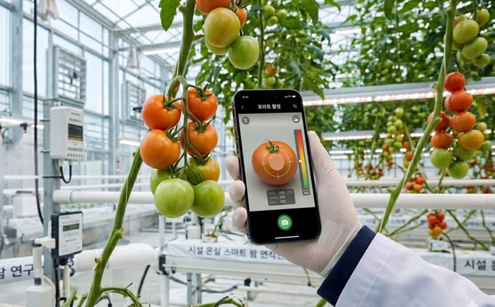 충남 농기원은 스마트폰 인공지능 애플리케이션으로 토마토 품질을 실시간 예측하는 기술개발을 본격 진행한다.