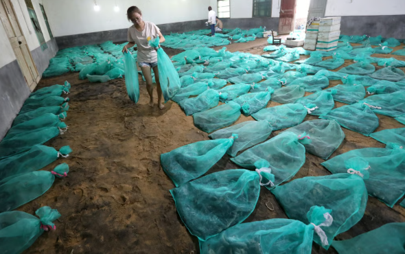 사무직을 그만 두고 고향으로 내려간 뒤 수만 마리의 독사를 키우며 연간 2억 원 이상의 소득을 올리고 있는 젊은 중국 여성이 화제다. 사진=SCMP