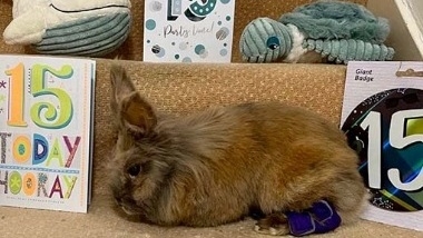 세계 최고령 토끼 '허비'. 사진=기네스월드레코드