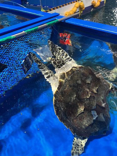 투명 포장재에 반응하는 매부리바다거북