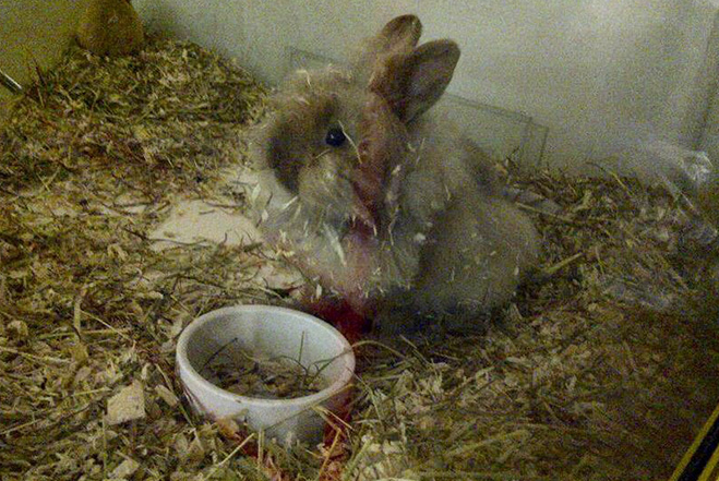 세계 최고령 토끼 '허비'. 사진=기네스월드레코드