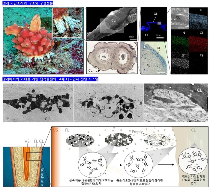 멍게 가근의 구조와 특징(위), 접착물질 함유 뿌리세포의 전자 현미경 사진과 접착물질 전달 시스템 모식도(아래)