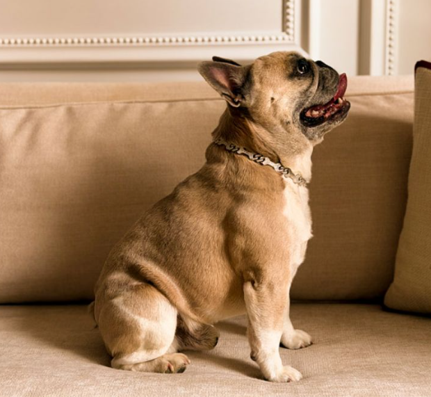 뉴욕의 상류층을 겨냥한 반려동물용 고급 액세서리가 등장했다. 사진=주얼리 전문매체 JCK 홈페이지