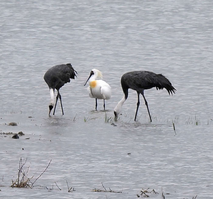 전남 순천만 습지에서 흑두루미 등 철새들이 먹이감을 찾고 있다. 사진 출처 : 기후에너지환경부