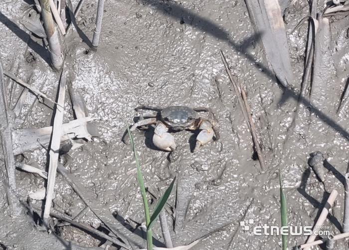 작은 칡게들이 전남 순천만 습지 갈대밭 갯벌 구멍 사이로 수시로 오가고 있다.