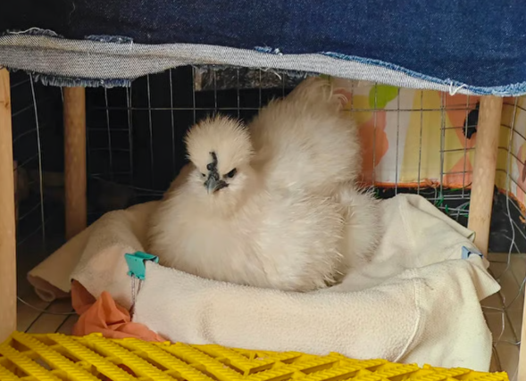 중국에서 닭이 반려동물로 인식되며 새로운 트렌드로 떠오르고 있다. 사진=게티이미지