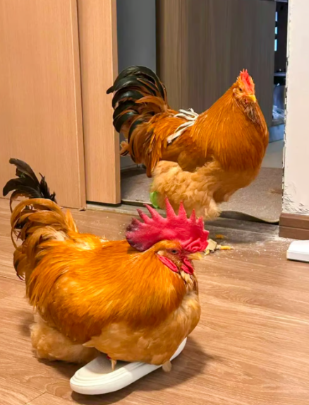 중국에서 닭이 반려동물로 인식되며 새로운 트렌드로 떠오르고 있다. 사진=게티이미지