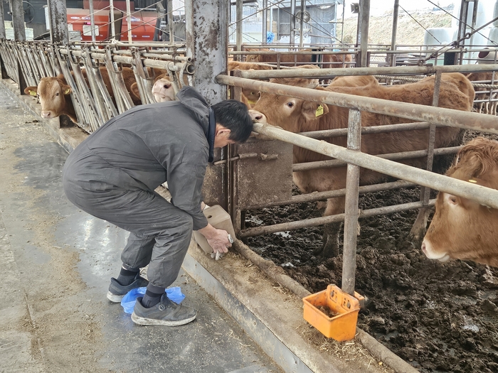 미네랄블록을 급여하는 모습. (사진=시내씨앤티)