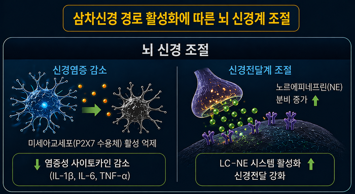 삼차신경 활성화에 따른 뇌 신경계 조절