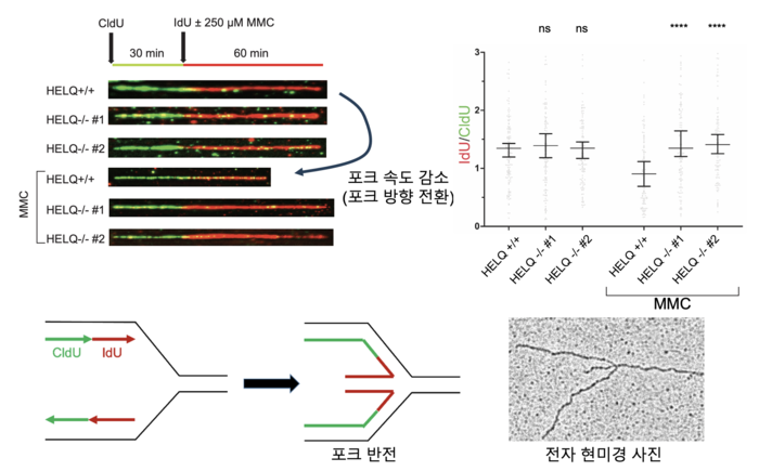 HELQ가 DNA 손상 상황에서 복제 속도를 늦추고 방향을 바꾸도록 돕는 모습을 보여주는 그림