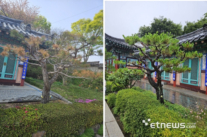 지난 4월,푸사리움균에 의한 시들음병으로 고사가 진행중이던 밀양 수덕사 소나무(왼쪽)와 원샷AP를 살포한 결과 방제 15일만에 새순이 돋아나기 시작한 소나무(오른쪽)