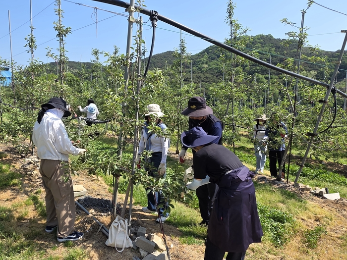 충남도 대변인실 직원들이 올해도 농작물 생육기 5월을 맞아 과수농가 인력난 해소에 힘을 보탰다.