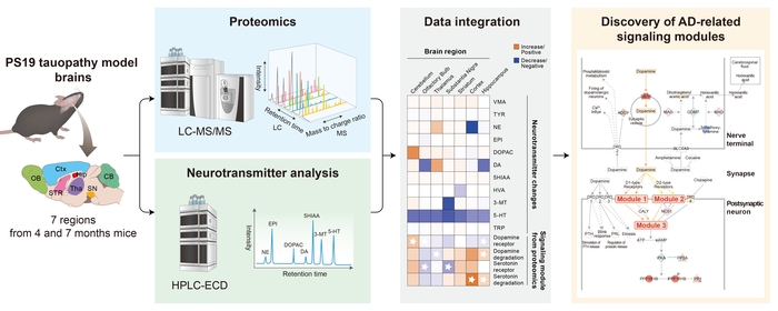 PS19 타우병증 마우스의 7개 뇌 영역의 단백체 및 신경전달물질 통합 분석을 통한 알츠하이머병 병인 관련 신호 모듈 발굴 연구 개요