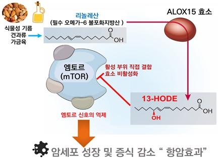 리놀레산 유래 13-HODE의 mTOR 직접 저해 기반 암세포 성장 억제 효과