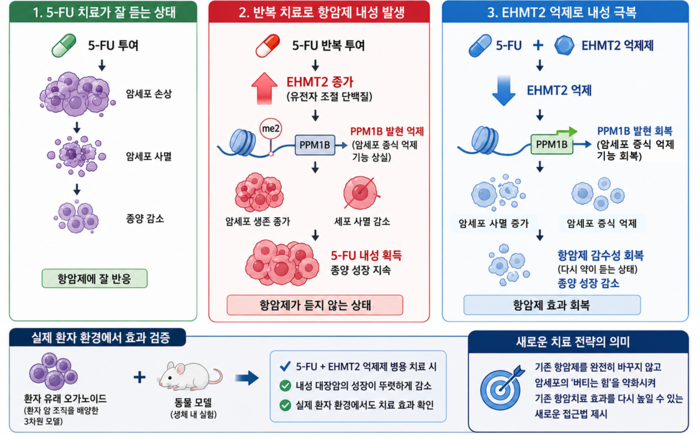 대장암 항암제(5-FU) 내성 원인 규명과 새로운 극복 전략 모식도