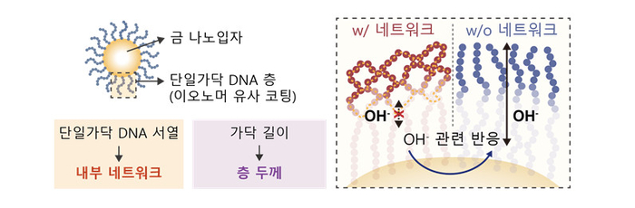 단일가닥 DNA 층을 이용한 촉매 계면 미세환경 조절 모식도