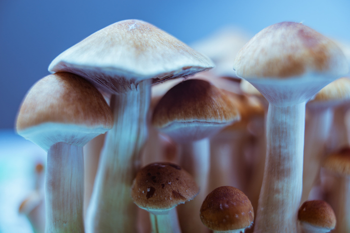 버섯. 기사와 직접적 연관 없음. 사진=게티이미지뱅크