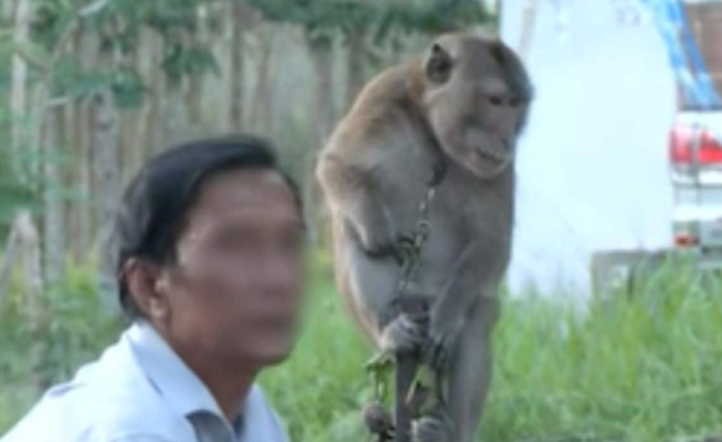 태국에서 한 남성의 반려 원숭이가 6세 손자를 공격해 숨을 잃는 비극적인 사건이 발생했다. 사진은 문제의 원숭이. 사진=Amarin TV