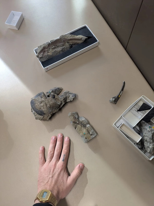 고대 절지동물 '프라에아르크투루스 기가스(Praearcturus gigas)' 화석. 사진=런던 자연사박물관