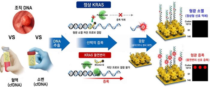 플라즈모닉 액체생검 플랫폼 작동 원리도. 정상 KRAS 유전자는 증폭과 형광 신호 발생이 억제되는 반면 돌연변이 KRAS 유전자는 선택적으로 증폭돼 강한 형광 신호를 나타낸다.